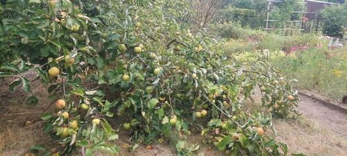 Foto - Grundstück in Leipzig zur Miete