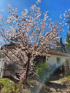 Foto - 5 Zimmer Bungalow in Suderburg