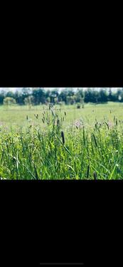 Foto - Land WG, großes Zimmer mit Garten Werkstatt zur Miete