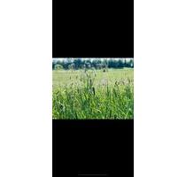 Land WG, großes Zimmer mit Garten Werkstatt zur Miete - Seelze