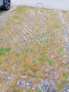 Foto - andere in Greifswald