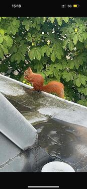 Foto - Charmante 1-Zimmer-Wohnung im Herzen Berlins