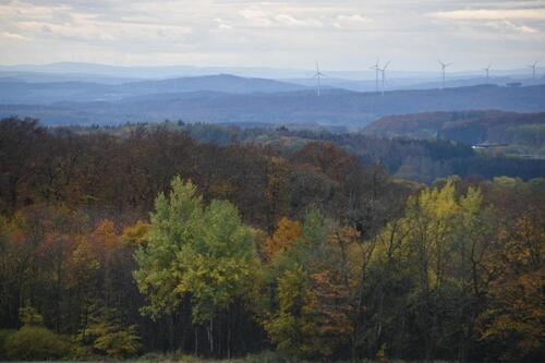Foto - Waldstück Forstgrund Waldfläche Grundstück Hauberg Wald Holz 2ha