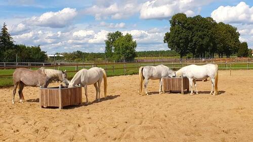 Foto - Wohnen mit eigenen Pferden, 2-Zi-Whg. Dachgeschoss zu vermieten