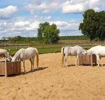 Wohnen mit eigenen Pferden, 2-Zi-Whg. Dachgeschoss zu vermieten - Ziesar