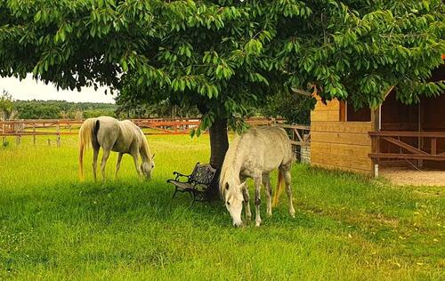 Foto - 2 Zimmer Dachgeschoßwohnung zur Miete in Ziesar