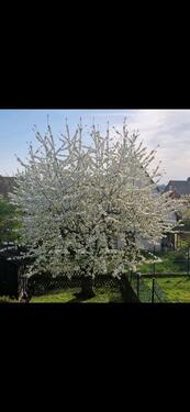 Foto - 5 Zimmer Reihenhaus in Feuchtwangen