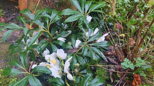 Foto - WGzimmer für Wochenendheimfahrer zentralruhig im Dambachtal