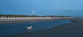 Foto - Texel, Ferienhaus de Krim Park, Hundeurlaub, Familienurlaub