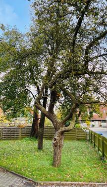 Foto - 5 Zimmer Etagenwohnung zur Miete in Wiesmoor