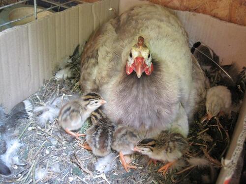 Foto - Etagenwohnung in Gräfenberg zur Miete