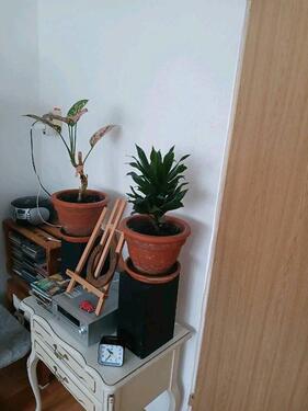 Foto - Etagenwohnung in Adorf/Vogtland zur Miete