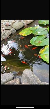 Foto - 