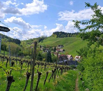 Foto - Rebfläche zu pachten - 70,00&nbsp;EUR Kaltmiete, ca.&nbsp; 0,00&nbsp;m&sup2;