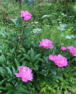 Foto - Kleingarten Schrebergarten Parzelle KGV