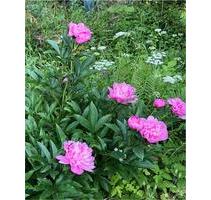 Kleingarten Schrebergarten Parzelle KGV - Kassel Philippinenhof-Warteberg