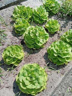 Foto - Grundst&uuml;ck zur Miete in Sassenburg