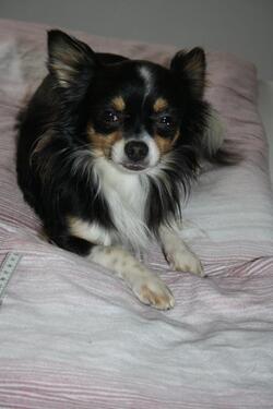 Foto - Mietwohnung 50-80 qm in Schweich oder näherer Umgebung