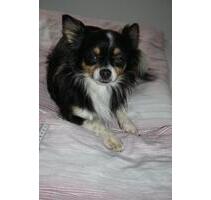 Mietwohnung 50-80 qm in Schweich oder näherer Umgebung - Osann-Monzel