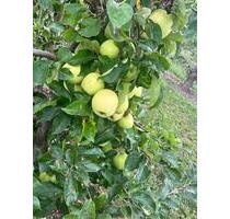 Obstzeile Grundstück - 300,00&nbsp;EUR Kaltmiete, ca.&nbsp; 0,00&nbsp;m&sup2; in Kitzingen (PLZ: 97318)