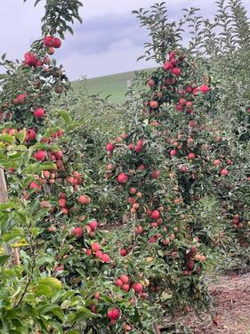 Foto - Grundst&uuml;ck zur Miete in Kitzingen