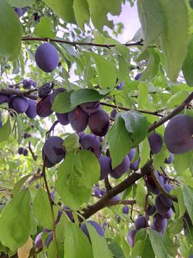 Foto - Grundst&uuml;ck in Kitzingen zur Miete