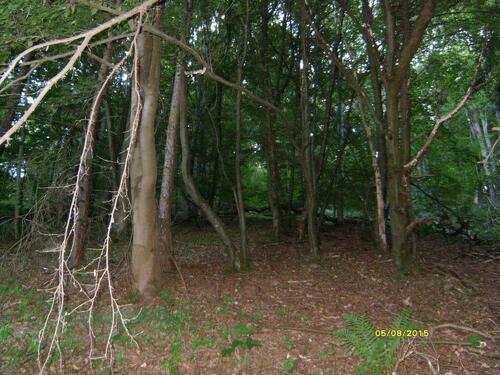 Foto - 2 Waldgrundstücke - 3,00 EUR Kaltmiete, ca.  0,00 m²