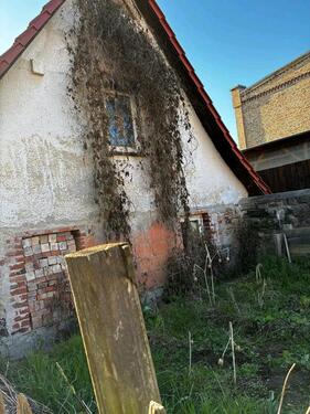 Foto - Einfamilienhaus in Querfurt zum Kaufen