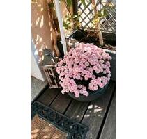 Nachmieter für Terrassenwohnung in Samtens