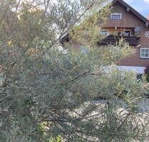 Wohn-Geschäftshaus mit großem Potenzial - Heimenkirch