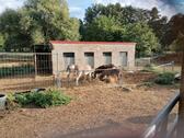 Foto - Bauernhaus, Landhaus in Kemberg zum Kaufen