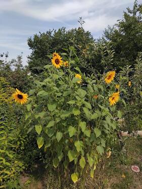 Foto - Grundst&uuml;ck in Halle (Saale) zur Miete