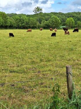 Foto - Einfamilienhaus in Steinbergkirche zur Miete