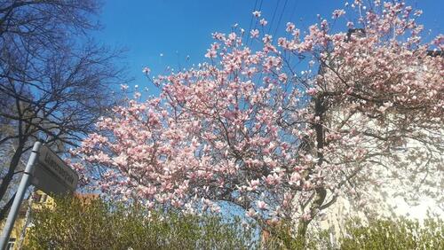 Foto - Die besondere Wohnung im Villenviertel