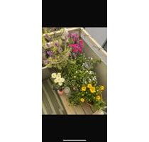 Wohnung Pempelfort für 1(!) Person ! - Düsseldorf