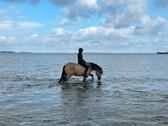 Foto - Reiterwochenende - 109,00 EUR Kaltmiete,