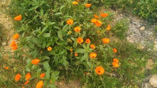 Foto - 7500 m² Landwirtschaft Grundstück in Bouarg Nador Marokko