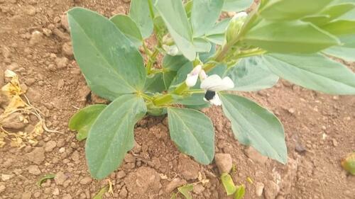 Foto - Grundst&uuml;ck in Frankfurt am Main