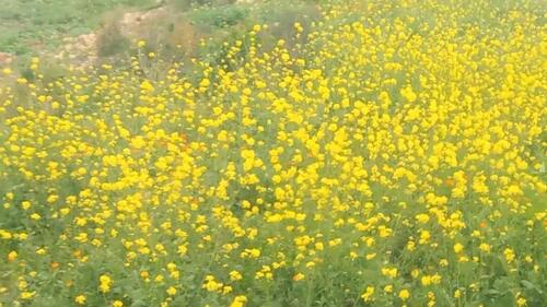 Foto - Grundst&uuml;ck in Frankfurt am Main zur Miete