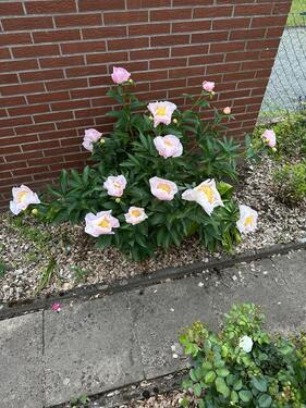 Foto - Grundst&uuml;ck zur Miete in Wolfsburg