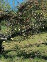 Foto - Grundstück in Metzingen zur Miete