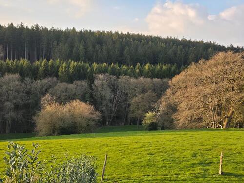 Foto - Wiese in RoetgenRott zu verpachten. Ideal für Pferde, Mähwiese..