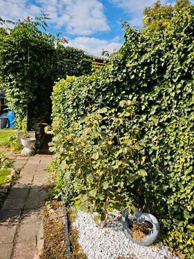 Foto - Grundst&uuml;ck zur Miete in Grabow