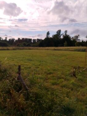 Foto - Wiese zu verpachten Hundetraining etc.