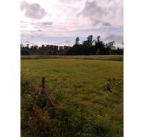 Wiese zu verpachten Hundetraining etc. - Baesweiler