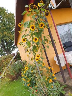 Foto - Kleingarten in Altstrelitz - 2.500,00&nbsp;EUR Kaltmiete, ca.&nbsp; 0,00&nbsp;m&sup2;