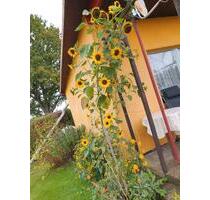 Kleingarten in Altstrelitz - 2.500,00&nbsp;EUR Kaltmiete, ca.&nbsp; 0,00&nbsp;m&sup2; in Neustrelitz (PLZ: 17235)