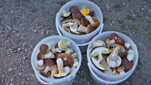 Foto - andere in Springe zur Miete