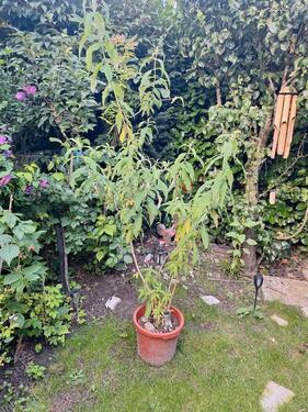 Foto - 4 Zimmer Einfamilienhaus zum Kaufen in Bargteheide