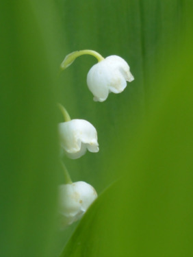 Foto - 